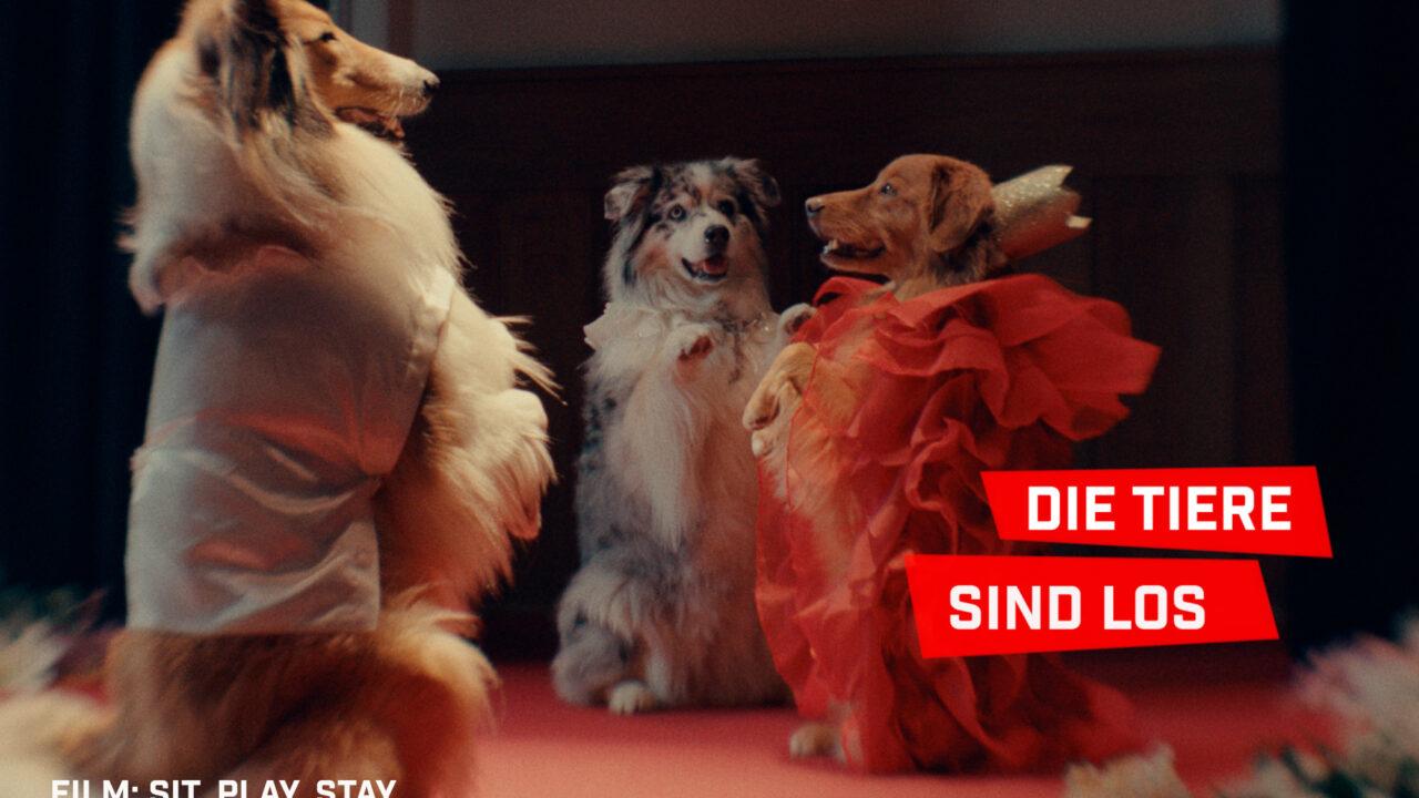 Die Tiere sind los - Shorts Attack im März 2026 7 Filme in 88 Minuten – mit deutschen Untertiteln